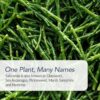 SaltWise Green Salicornia Salt, 50% Low Sodium, Plant Based Salt Substitute, Umami, Dehydrated Sea Beans (Samphire), 100% Natural, No Additives - Image 9