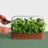 EDN SmallGarden with Basil SeedPods, Indoor Grow Smart Garden for iOS Devices - Fresh Home Grown Herbs, Plants and Flowers - Grow up to 10 Different Plants at Once - Image 7