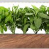 EDN SmallGarden with Basil SeedPods, Indoor Grow Smart Garden for iOS Devices - Fresh Home Grown Herbs, Plants and Flowers - Grow up to 10 Different Plants at Once - Image 2